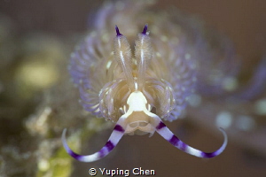 Blue Dragon/Lembeh strait,Indonesia, Canon 5D MarkIV, 100... by Yuping Chen 